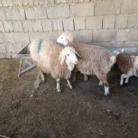 3عددبره ماده داشتی قیمت مناسب