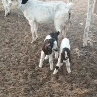 بز مری|حیوانات مزرعه|ایرانشهر, |دیوار