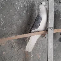 فروش کبوتر