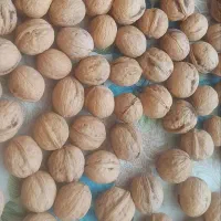 گردو