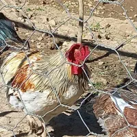 خروس|پرنده|قلعه شاهین, |دیوار