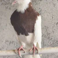 فروش ۱۰ تا کبوتر  طوقی همه باهم مولد اسر