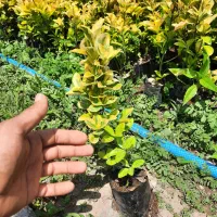 شمشاد طلایی سطل ۳ونایلکسی|گل و گیاه طبیعی|قائم‌شهر, |دیوار