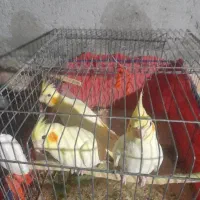 فروش عروس هلندی  لوتینو  (رودان)