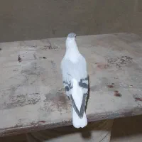 کفتر افغانی