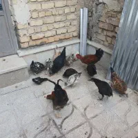 مرغ جوجه محلی.