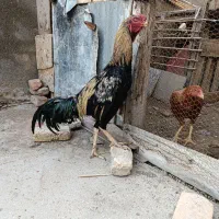 خروس لاری صابونی|حیوانات مزرعه|گمیشان, |دیوار