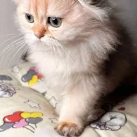 بچه گربه بریتیش اسکاتیش اصیل|گربه|تهران, دبستان|دیوار