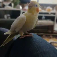 فروش عروس هلندی ماده