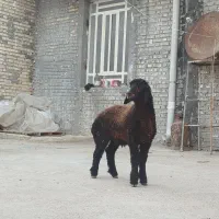 بره نر