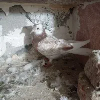 کبوتر|پرنده|عجب شیر, |دیوار