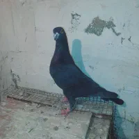 زاغ آلمانی نر