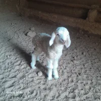 بره شیری نر درشت وتکشاد پاکستانی