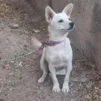 سگ پاکوتاه|سگ|کرمان, |دیوار