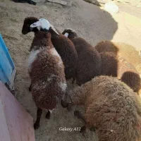 بره ماده ب شرط بز میش