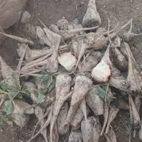 چغندر قندسر زمین فقط ۷۵۰۰۰