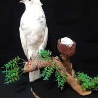 مجسمه|مجسمه، تندیس، ماکت|تهران, نازی‌آباد|دیوار