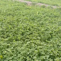 فروش آب از موتور اکبر آباد گنبکی