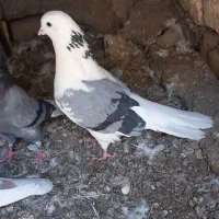 غریب