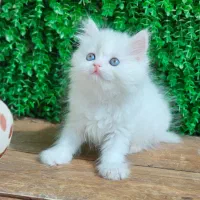 توله پرشین کت عروسکی|گربه|اراک, |دیوار