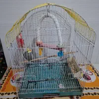عروس هلندی سخنگو