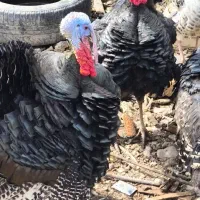 بوقلمون نر  فروشی یا معاوضه با ماده یا غاز