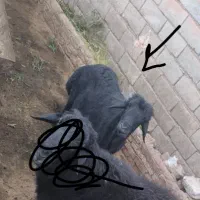 قره قزل موفر