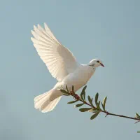کبوتر پیداشده