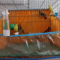 قناری.عروس هلندی.مرغ عشق.فنج نر ماده.