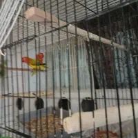 گرینچیک خورشیدی کوتوله مرغ عشق انگلیسی|پرنده|مشهد, محمدآباد|دیوار