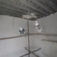 کفتر یا کبوتر