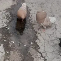 کبوتر سرور