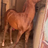 کره ماده استثنایی|اسب و تجهیزات اسبسواری|مرودشت, بهارستان|دیوار