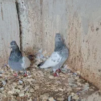 کبوتر سینه آبی|پرنده|رشت, بلوار گیلان|دیوار
