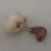 مهره هبهاب کهنه