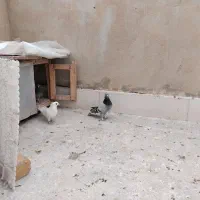 پرنده|پرنده|قم, ولیعصر|دیوار