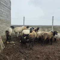 فروش گوسفندداشتی بره دار و.  ابستن