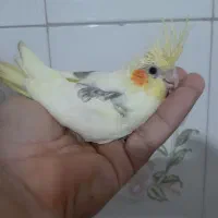 جوجه عروس دوکت لوتینو|پرنده|ساری, |دیوار