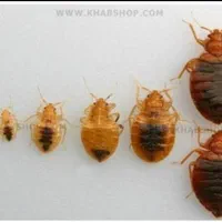 سمپاشی و موریانه زدایی منازل بادرک با تخفیف ویژه|خدمات نظافت|دزفول, |دیوار