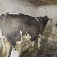 گوساله چاق