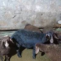 بره ماده قزل|حیوانات مزرعه|دهگلان, |دیوار