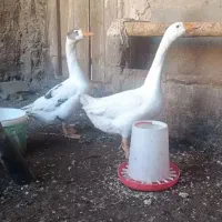 غاز محلی قوغاز