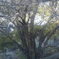 چوب گردو فروشی|گل و گیاه طبیعی|سنقر, |دیوار