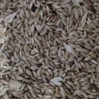 تخم کتان به حال خود ابی|خوردنی و آشامیدنی|قشلاق دشت, |دیوار