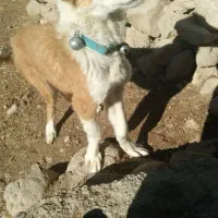 توله سگ خراسانی