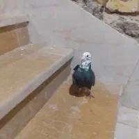 کفتر غزه سیاه|پرنده|شیراز, دکتر حسابی|دیوار