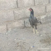 معامله خروس