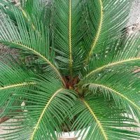سیکاس|گل و گیاه طبیعی|لاهیجان, بازکیاگوراب|دیوار