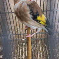 سهره دورگ|پرنده|شیراز, محراب|دیوار