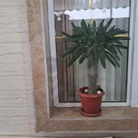 گل اپارتمانی